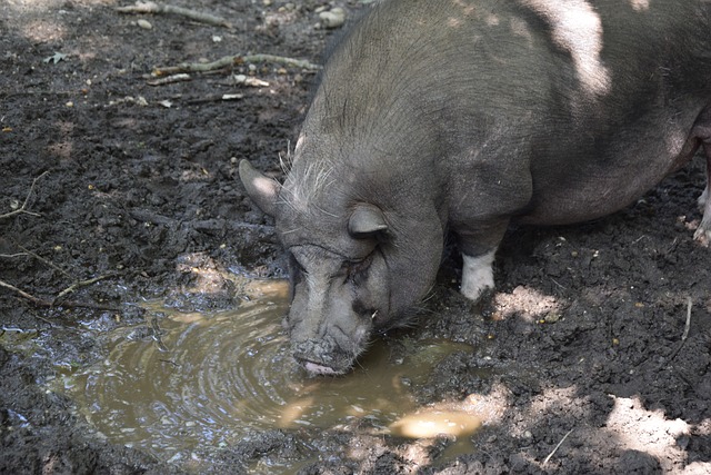 个性化的球 个性化的球